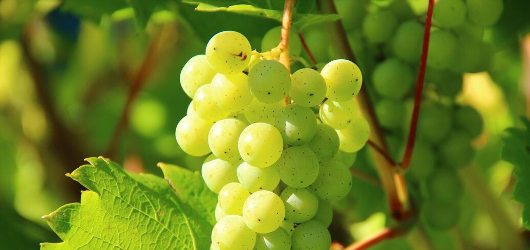 Как правильно ухаживать за виноградом осенью – как подготовить виноград кзиме – что нужно сделать с виноградом в сентябре